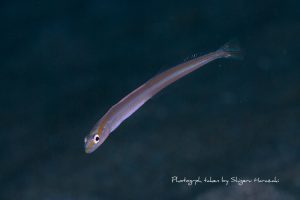 ダイダイオオメワラスボの若魚