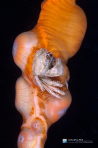 ウスアカイソギンチャクの下に棲むシンイボテガニ