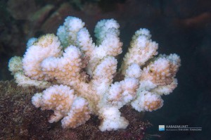 ハナヤサイサンゴ類の白化が目立つ