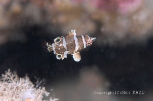 ハシナガベラの幼魚