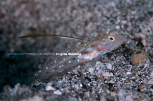 ハタタテシノビハゼの若魚