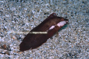 オオヒレテンスモドキの幼魚