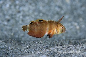 ハゲヒラベラの幼魚