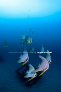 ツバメウオの若魚群れ1