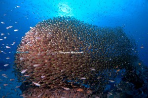 漁礁の上にキンメモドキの玉が2つ形成される途中