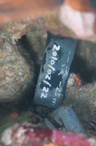一湊タンク下-25m地点の水温ロガー