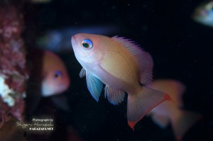 ケラマハナダイの若魚