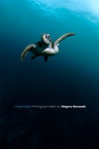 暗～い海をアオウミガメがゆく。。。