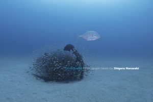 捕食魚がやってくると一斉にゼロ戦に逃げ込む小魚たち