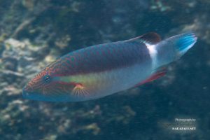 ヒトスジモチノウオの老成オス（婚姻色？）