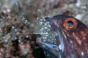 うーん、、、何か出てくる稚魚の数が少なすぎて迫力がない