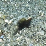 ホタテツノハゼの幼魚（1.5cmくらい？）