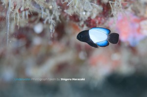 シモフリタナバタウオの極小幼魚（8mm）