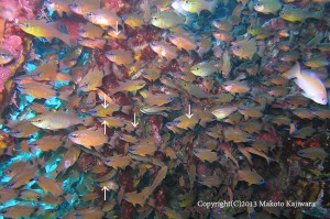 ゼロ戦には現在、アオスジテンジクダイ近似種の若魚がいっぱい！