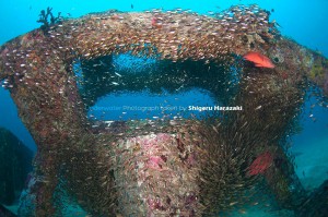 漁礁のキンメモドキの群れ（現在の様子）