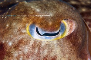 コブシメの目