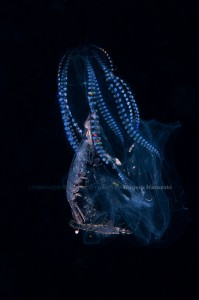 青白い怪しい光を発するクラゲ類に着くトガリズキンウミノミの仲間