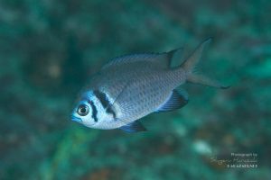 とうとう成魚が出現！モンスズメダイ近似種