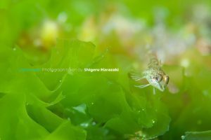 緑の海藻とヘビギンポのチビは今が旬！