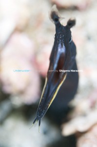 成長中のハナヒゲウツボの若魚