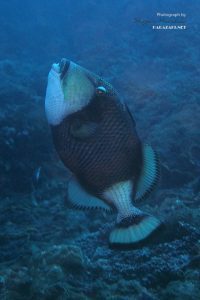 ゴマモンガラのメス