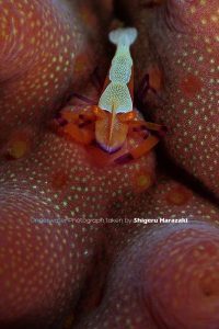 ウミウシカクレエビ