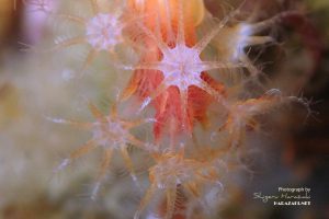 ニクイロクダヤギのポリプ 4x Optical Zoom + 2x Super Resolution Zoom