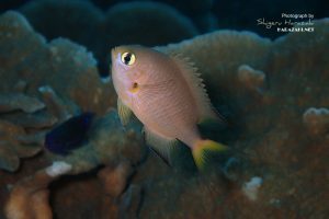 ヒレグロスズメダイ