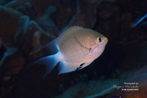 マルスズメダイ