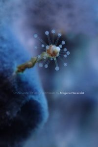 ヒドロ虫