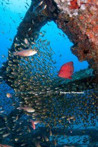 漁礁のアザハタ＆キンメモドキ